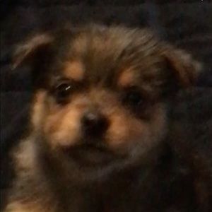 Meet your Posher, Janet